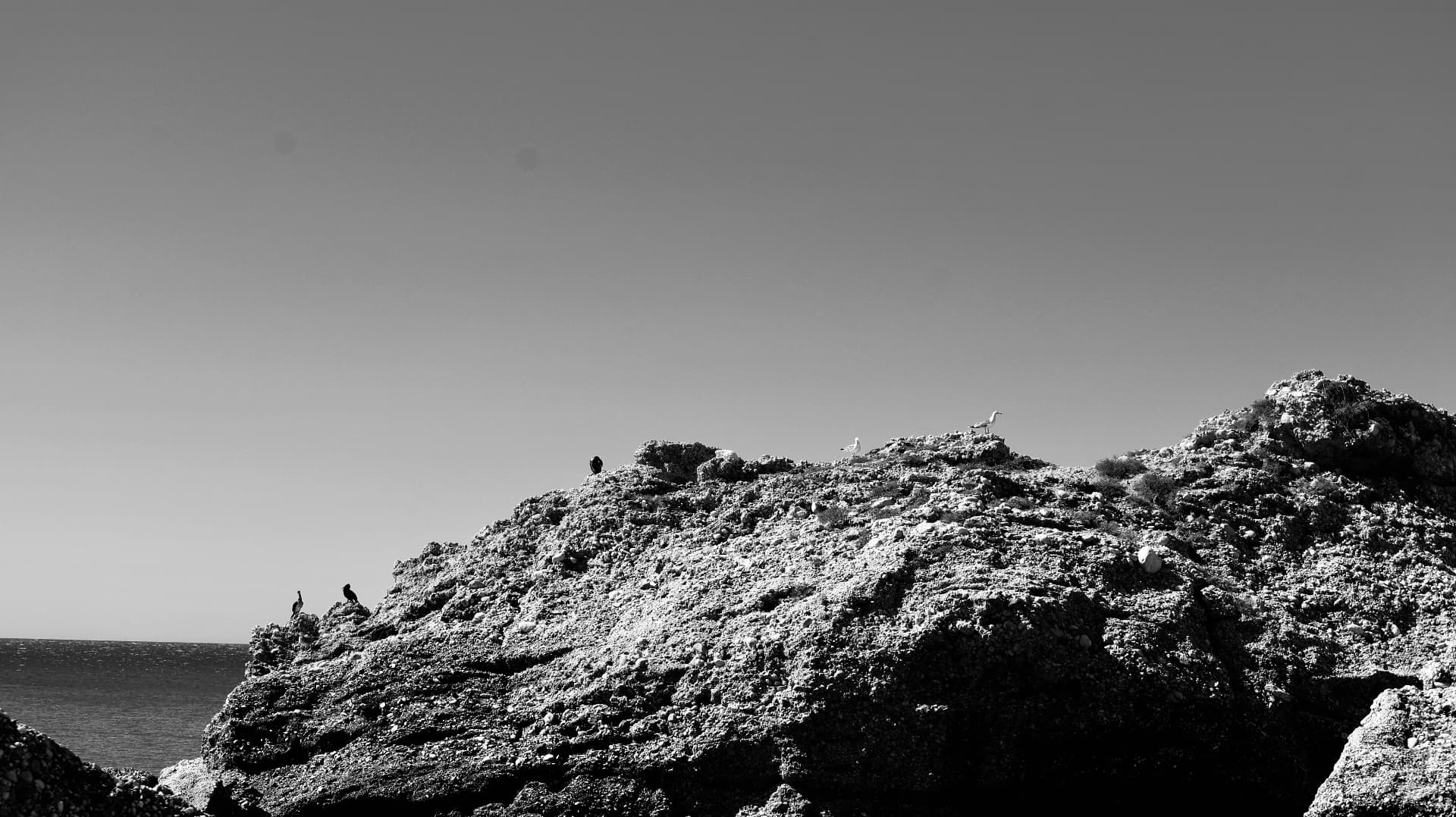 Aves en la roca — fotografía en edición limitada